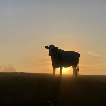 Tief 10 Traumblick 1005