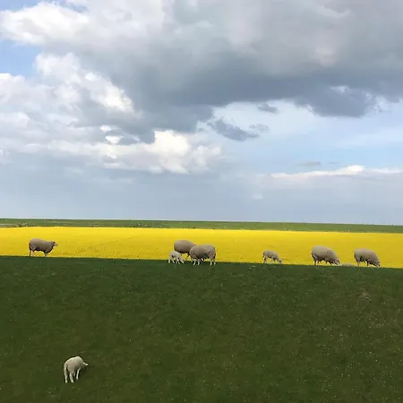 Tief 10 Traumblick 1005 Schillig