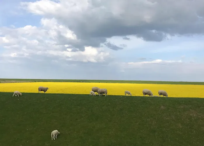 Tief 10 Traumblick 1005 Шиллиг